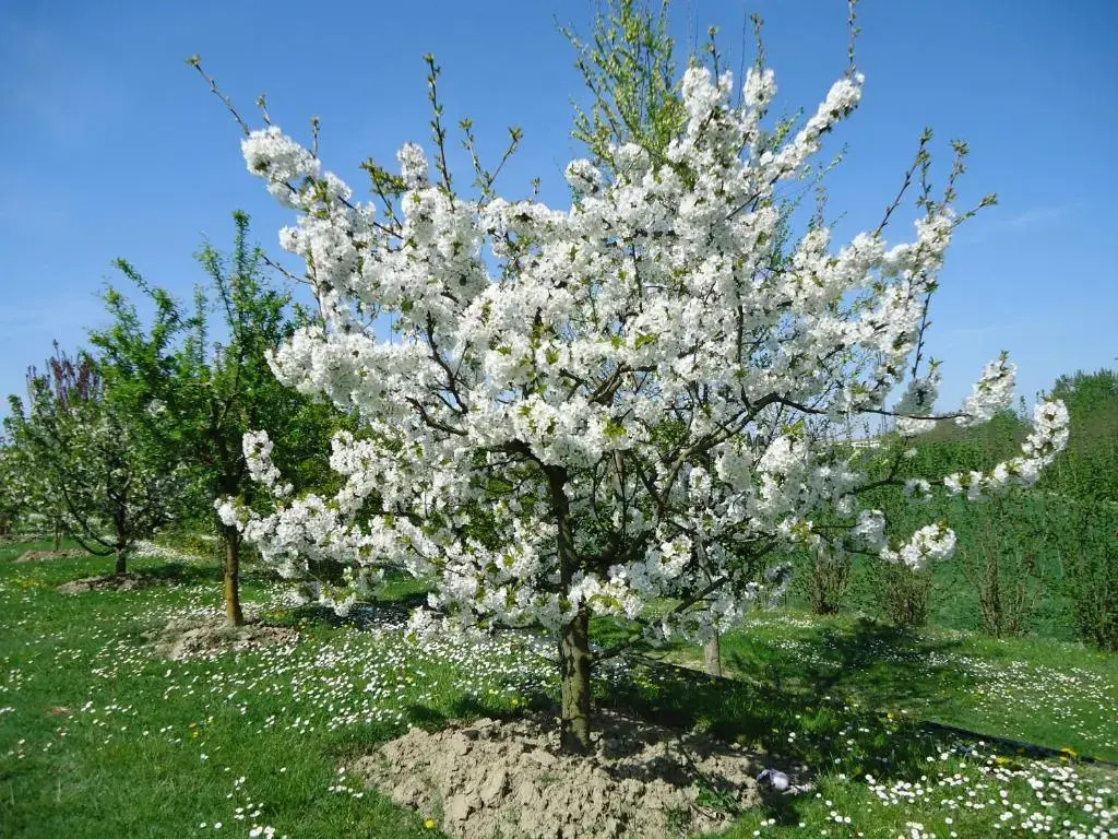 Residenza Gavioli Via Angelelli - Parco Navile