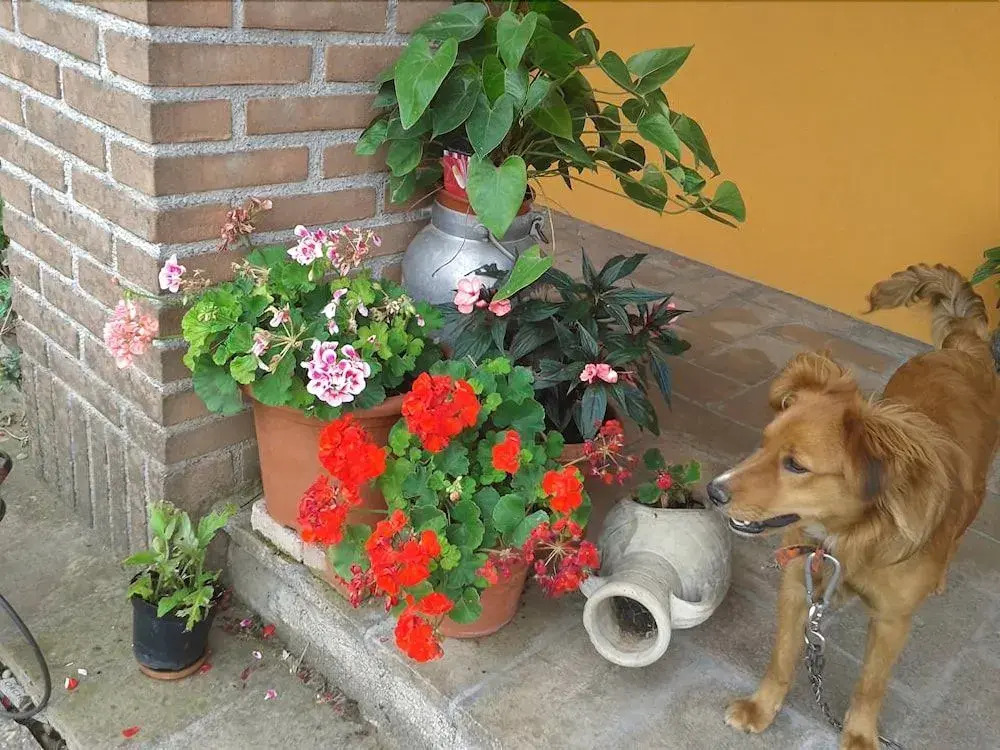Bed & Breakfast Bellavista