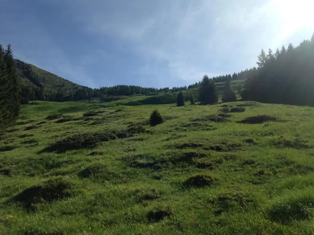 il bosco in casa