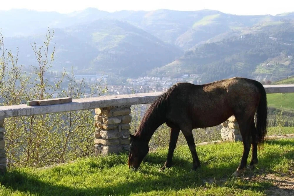 Re Piano appartamento Le Rondini