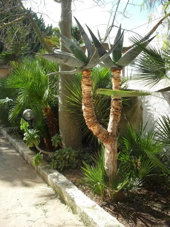 Casa Petros