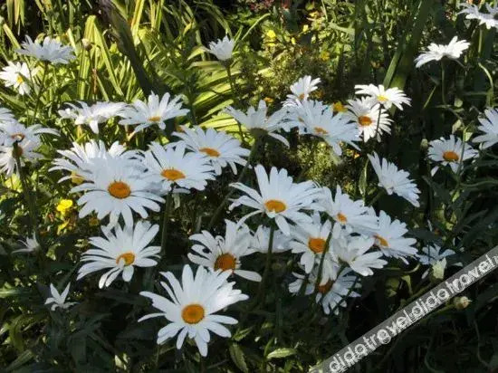 Daisy Centre Retreat