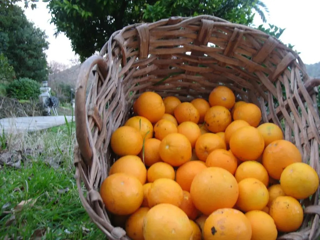 Agriturismo Terre Rosse Portofino