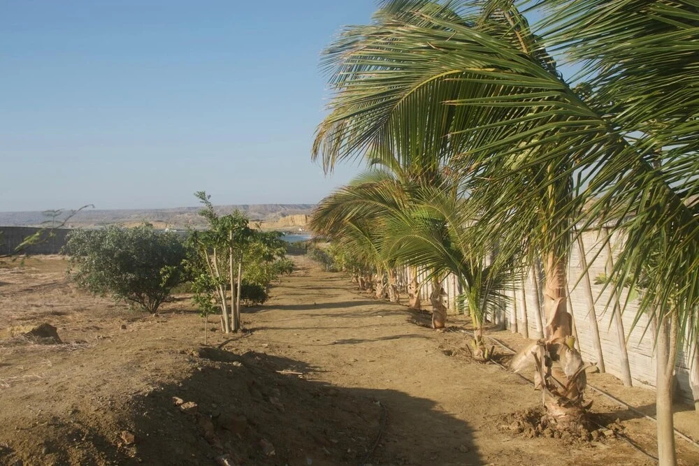 Buena Vista Lobitos