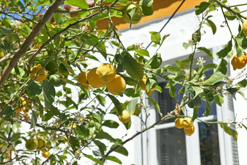 Douskos Citrus Apartments