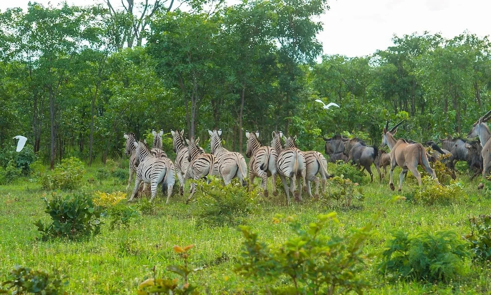 Resort Cuebe Lodge