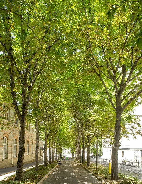 Haussmann Style in the 15th
