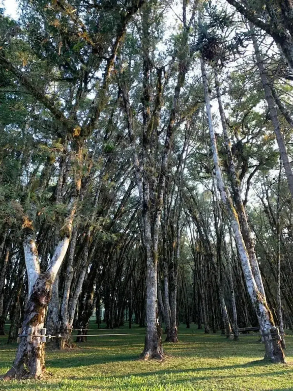 Villa Passaredo