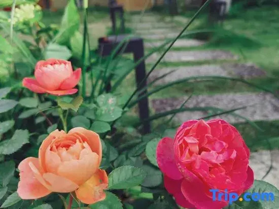 Huamanli · Zen Healing Homestay (Yunhe Terrace Scenic Area)