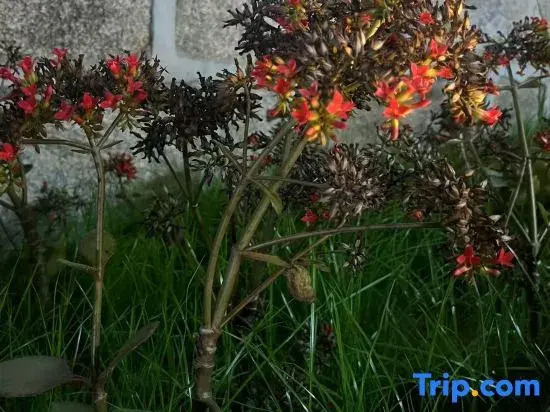 Pingtan Sunrise East Sea Homestay (Tan Nan Bay Tian Mei Ao Beach Store)ach)