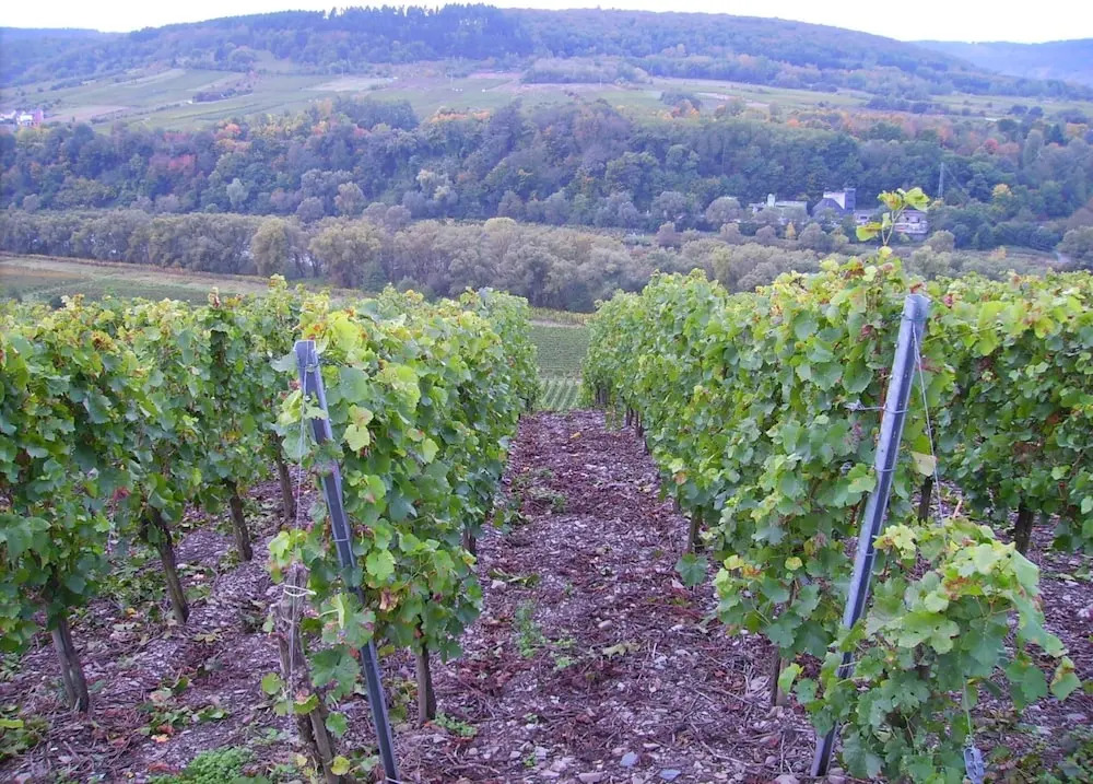 Apartment in Zell near Mosel River & Vineyards