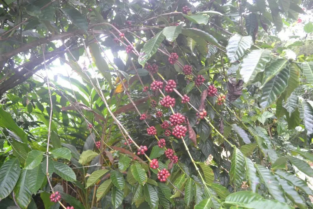 Arabian Nights Munnar