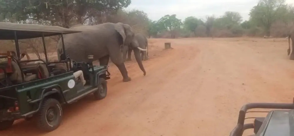 Royal South Luangwa Safaris Lodge