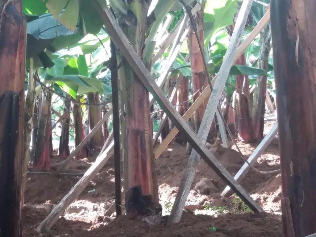 Fazenda do Sousinha