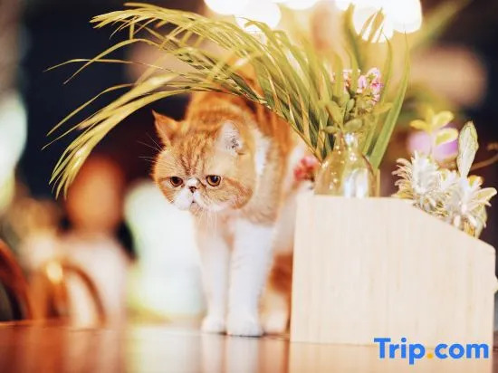 SeeSea｜ Vintage Garden Oceanfront Boutique Hotel