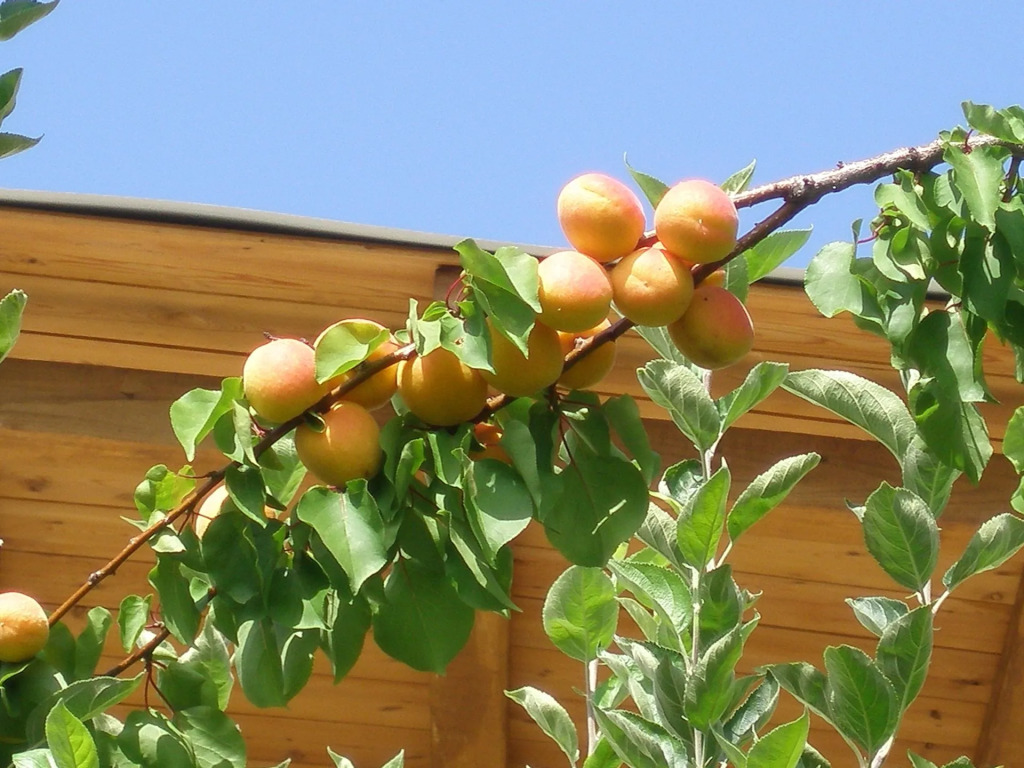 Hotel Ariadne Skyros