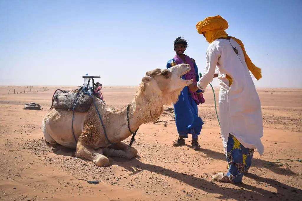 Dar Talmoudi ,Traditional Riad, Local Food, Camel , Desert Excursions