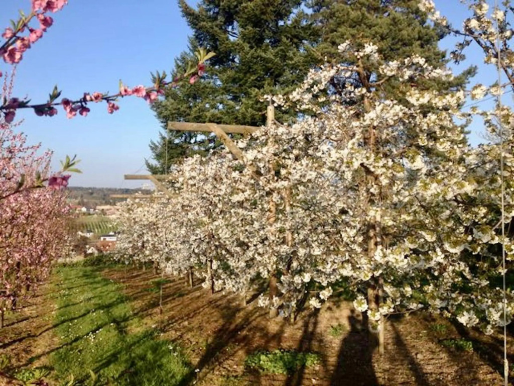 Bodenseele