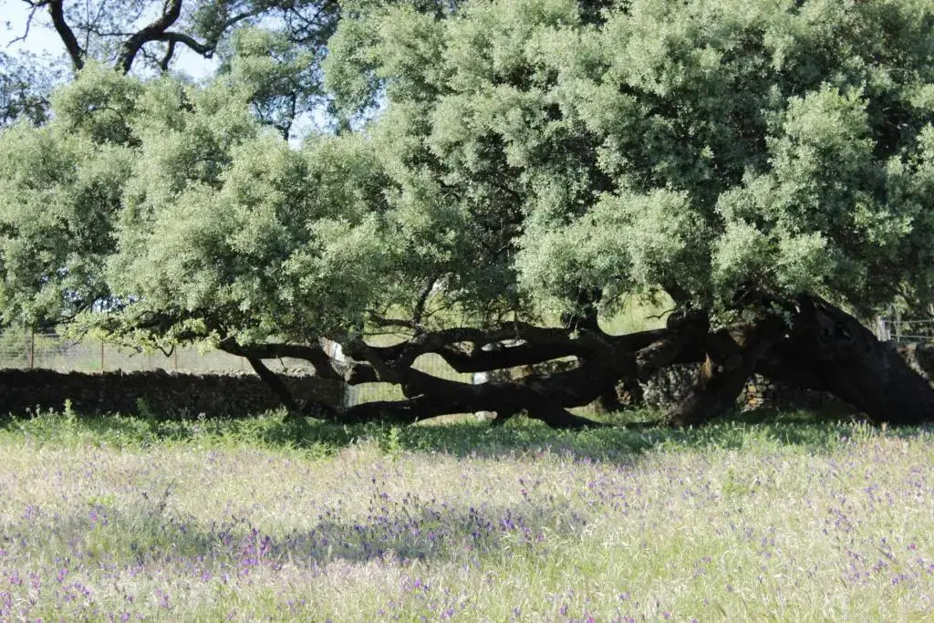 Casa Rural El Tejar