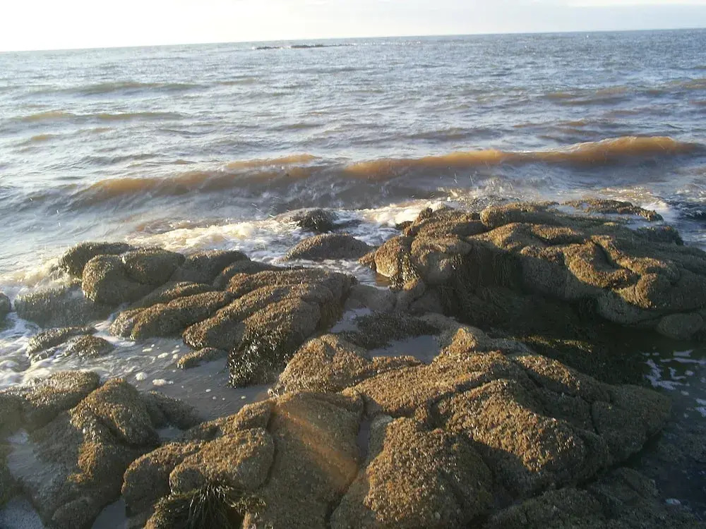 Rocky Shores & Seals Cottages