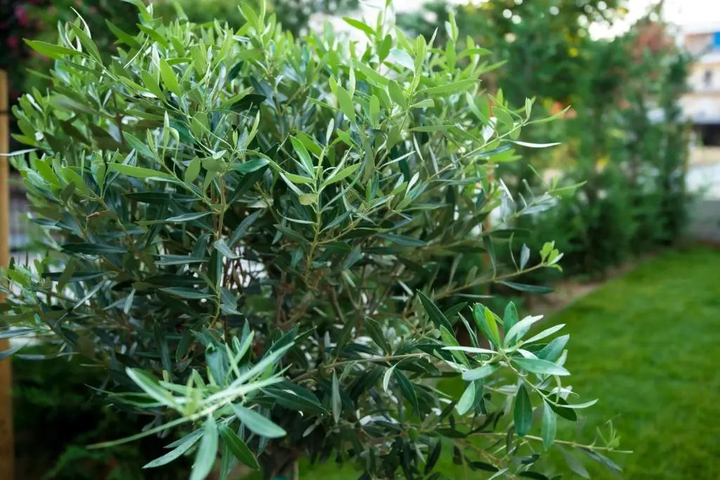 Olive 201