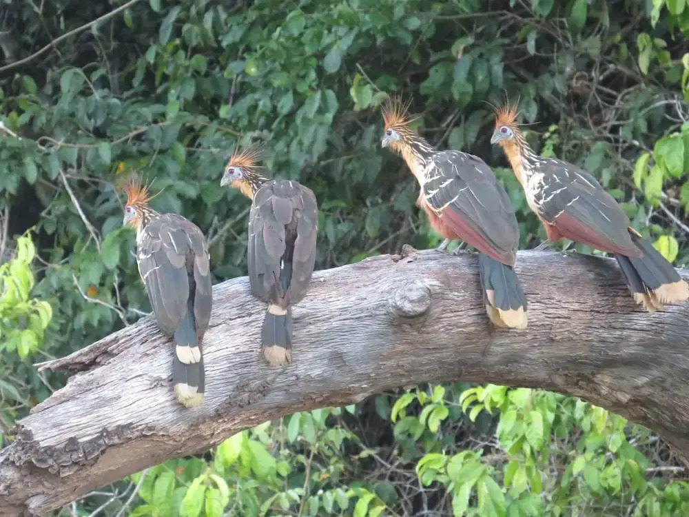 Oropendola Expeditions