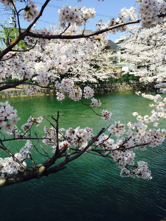 RESI STAY Heian Sakura
