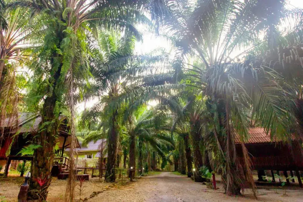Khaosok Palmview