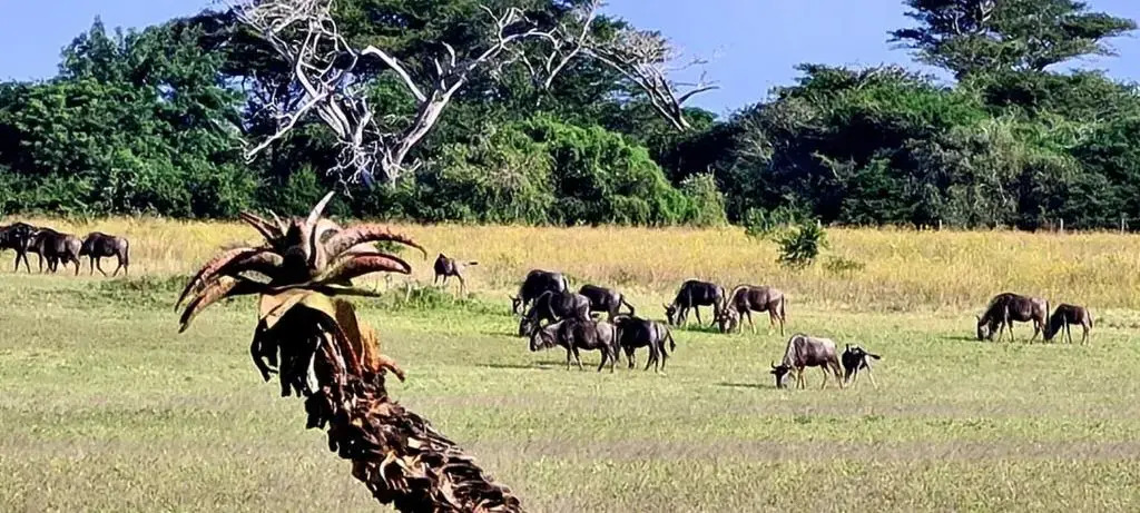 Ezulwini Game Lodge
