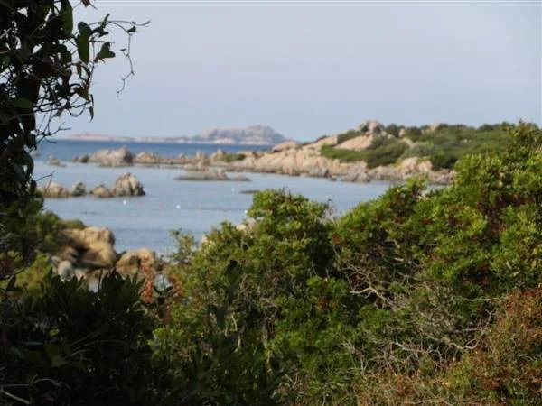 Asfodeli di Marinella