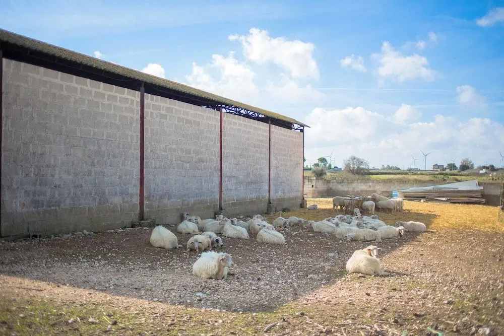 Tenuta Solicara