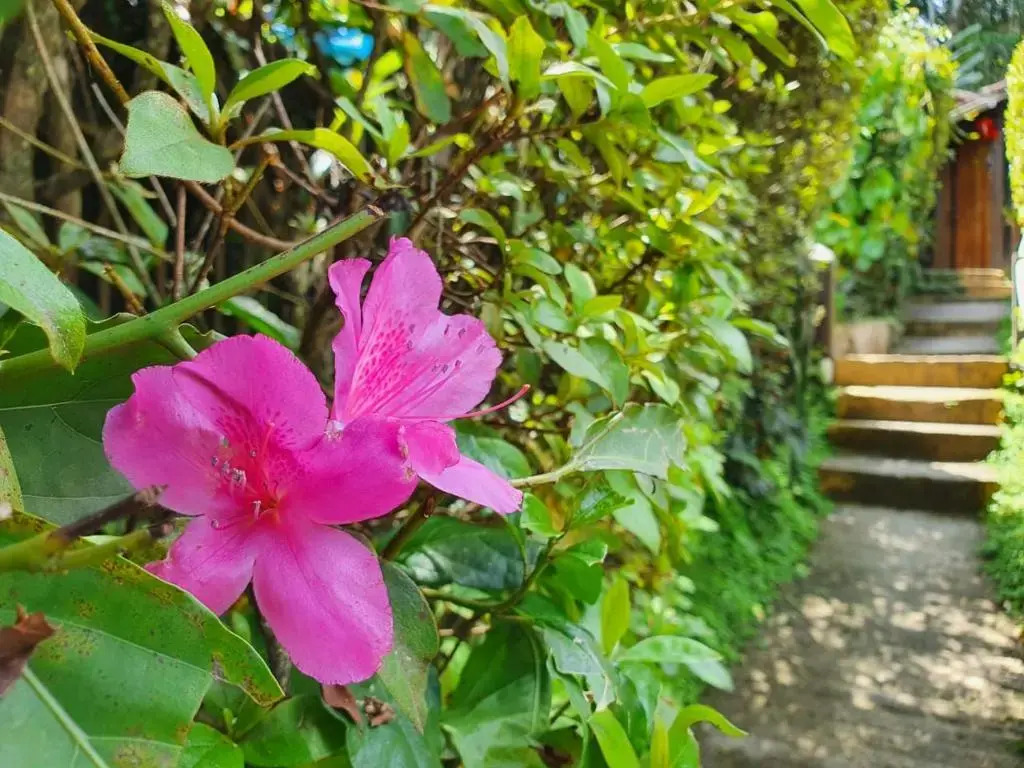 Pousada Donna Rose