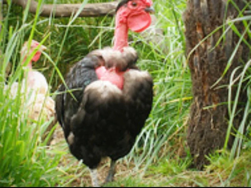 Wings Wildlife Park