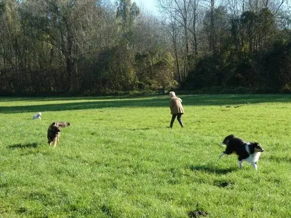 Chalet Canis