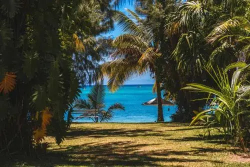 Coconuts