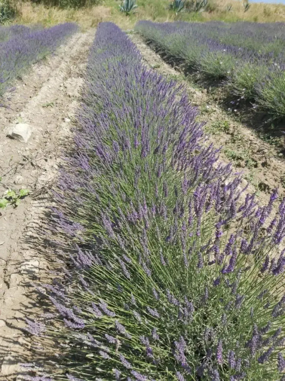 Agriturismo Mandriato Organic Farm in the Tuscan Hills