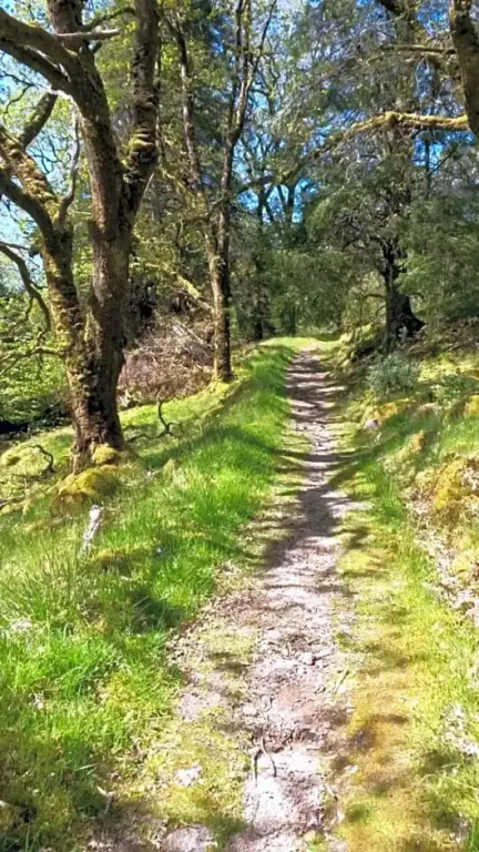 Uircheann Righ
