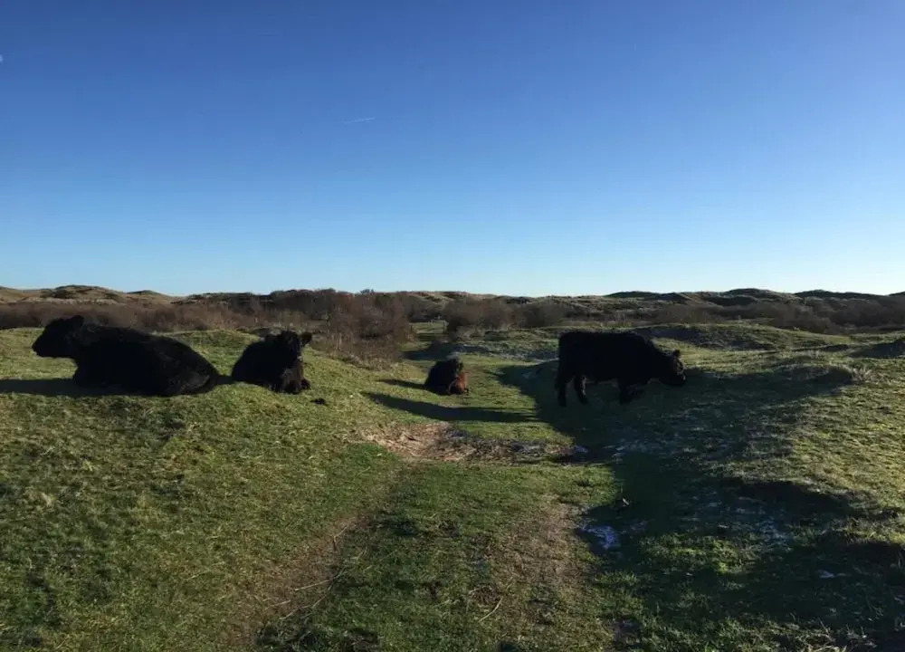 Luxury Chalet With two Bathrooms, Near the sSa on Texel