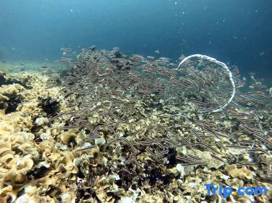 Cooldive Semporna