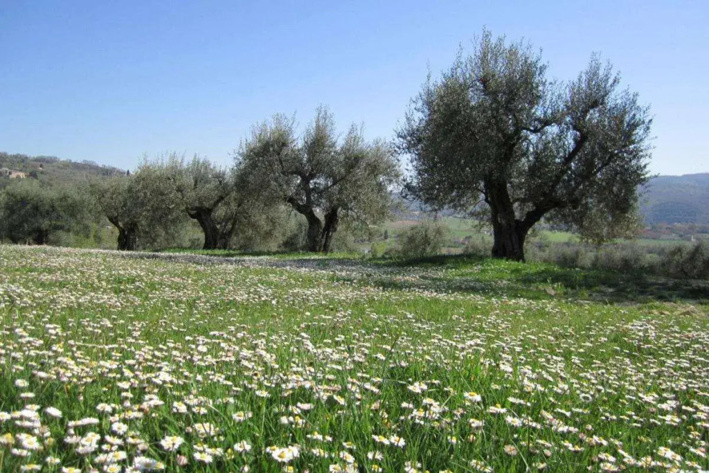 Casale dei Dotti
