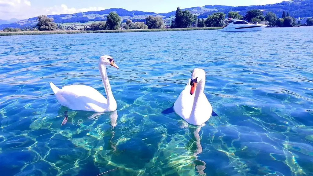 Schönes Studio in Arbon am Bodensee Neu Klimatisiert !