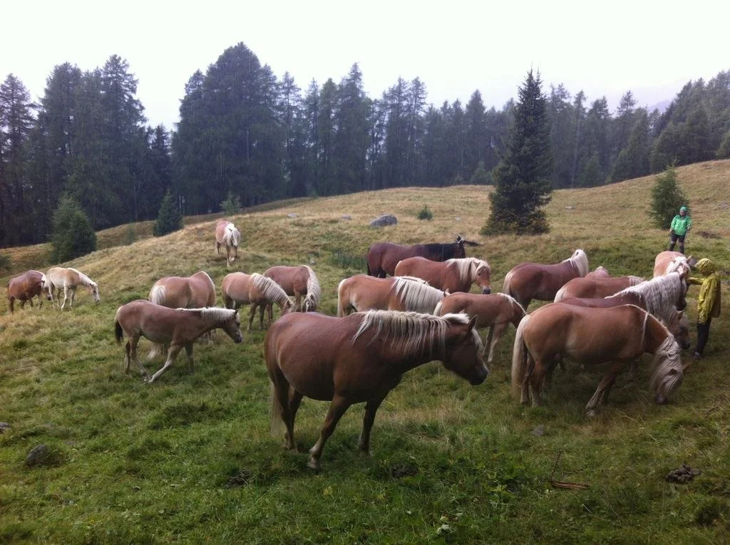 Riatschhof