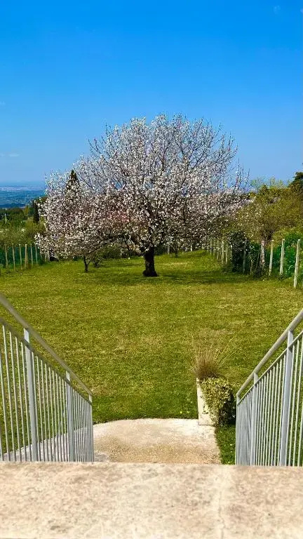 La terrazza sul ciliegio