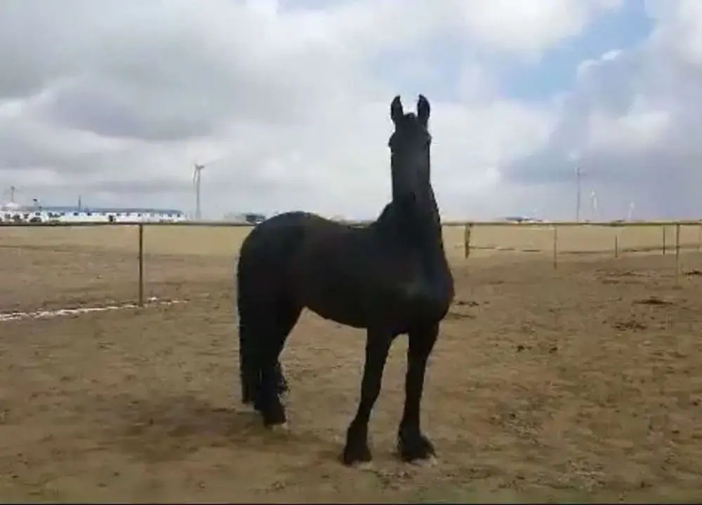 Xilingol Auspicious Horses