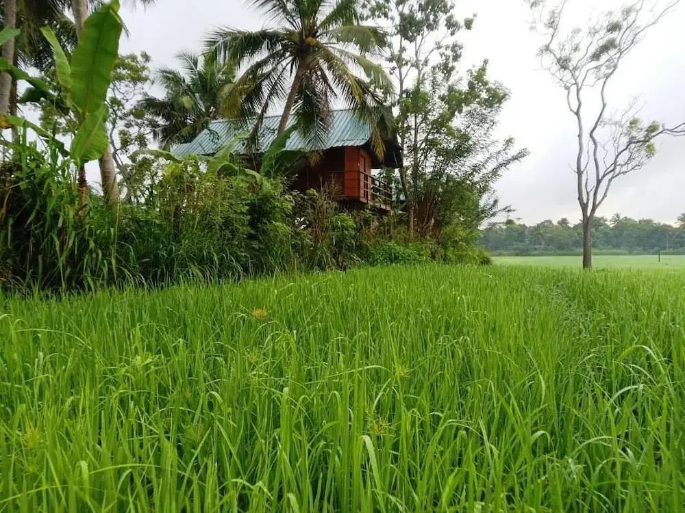 Sigiriya Paddy Field Hut