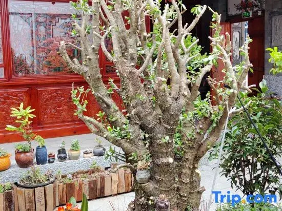 Chayan Fish House·Xizhou Nice||Ancient style elements to enjoy the beautiful courtyard accommodation