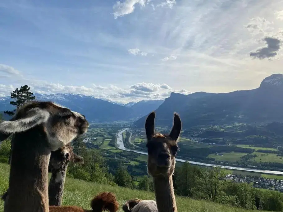 Jurte beim Lama- & Alpakahof Triesenberg