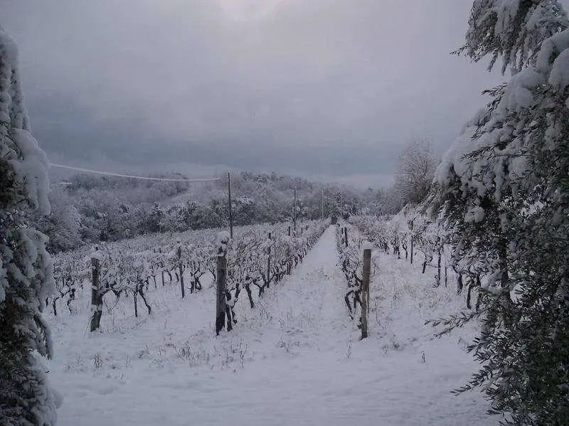 Fattoria Uccelliera