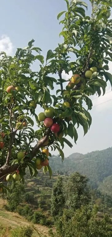 The Plum