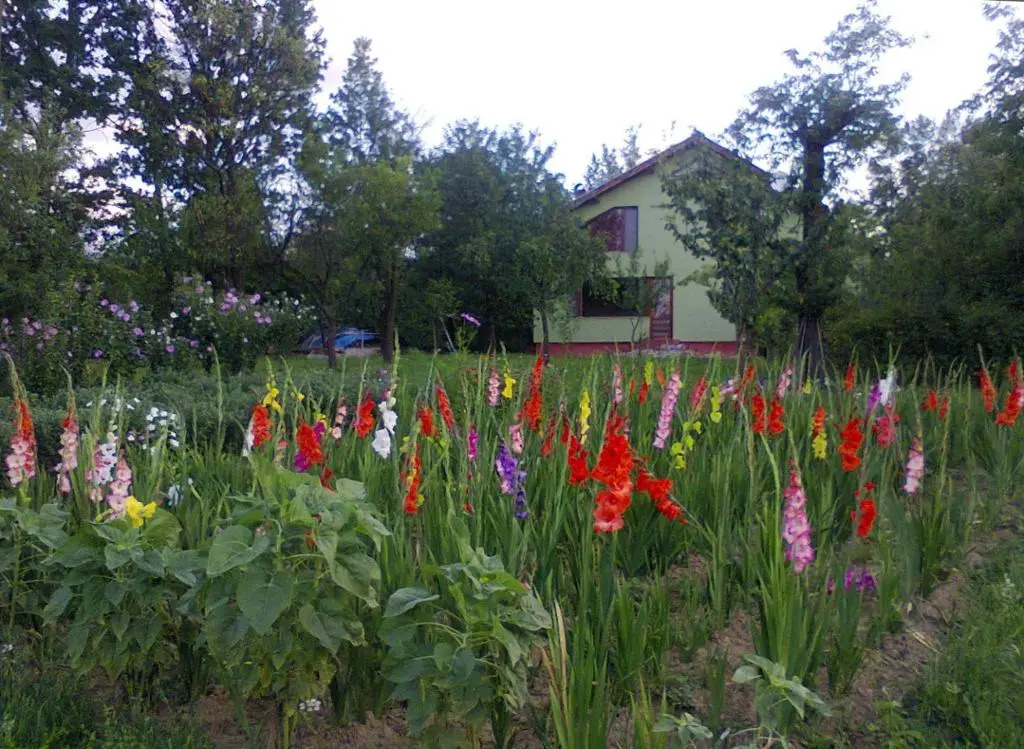 Casa Roatis